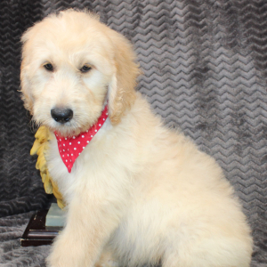 Goldendoodle Puppy Shane