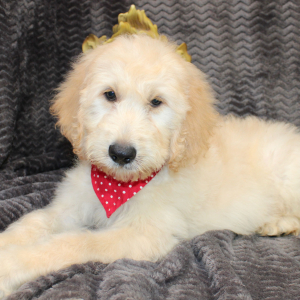 Goldendoodle Puppy Shane