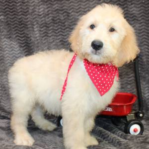 Goldendoodle Puppy Shane