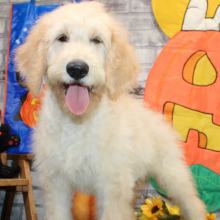 Goldendoodle Puppy Shane