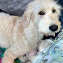 Goldendoodle Puppy Shane