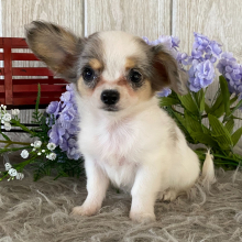Chihuahua Puppy Clint