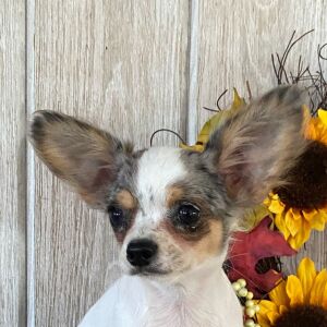 Chihuahua Puppy Clint