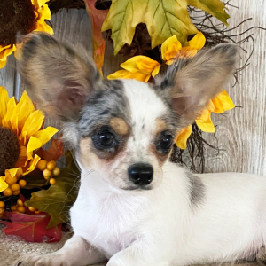 Chihuahua Puppy Clint