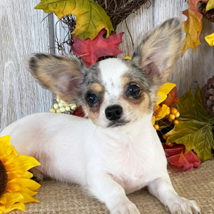 Chihuahua Puppy Clint