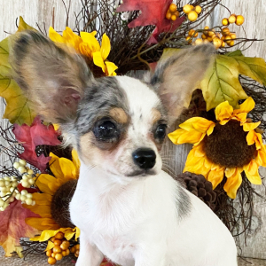 Chihuahua Puppy Clint