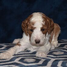 Poodle Puppy Trinket