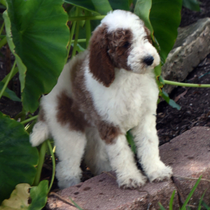 Poodle Puppy Trinket