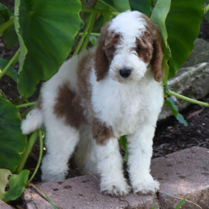 Poodle Puppy Trinket