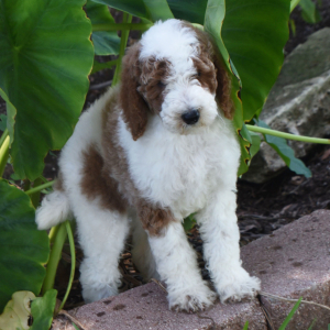 Poodle Puppy Trinket