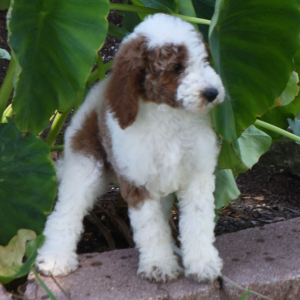 Poodle Puppy Trinket