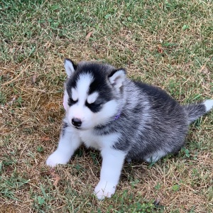Pomsky Puppy Rainie