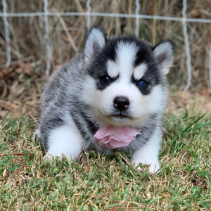 Pomsky Puppy Rainie
