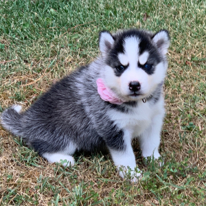 Pomsky Puppy Rainie