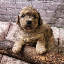Cavapoo Puppy Zander