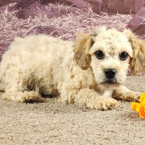 Cavapoo Puppy Zander