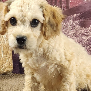 Cavapoo Puppy Zander