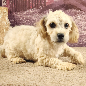 Cavapoo Puppy Zander
