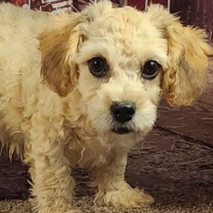 Cavapoo Puppy Zander