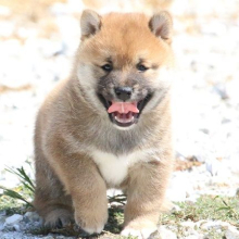 Shiba Inu Puppy Lazer