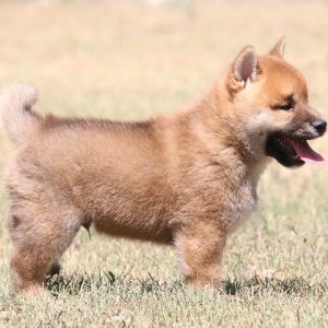 Shiba Inu Puppy Lazer