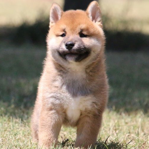 Shiba Inu Puppy Lazer