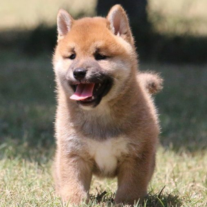 Shiba Inu Puppy Lazer