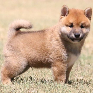 Shiba Inu Puppy Lazer