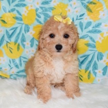 Maltipoo Puppy Patsy