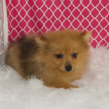 Pomeranian Puppy Franny
