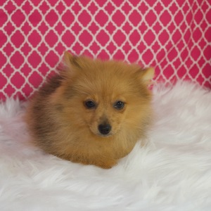 Pomeranian Puppy Franny