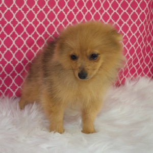 Pomeranian Puppy Franny