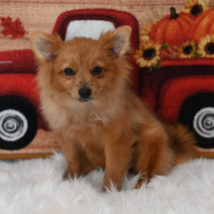 Pomeranian Puppy Franny