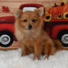 Pomeranian Puppy Franny