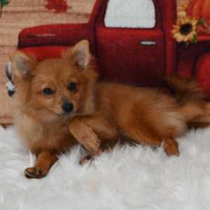 Pomeranian Puppy Franny