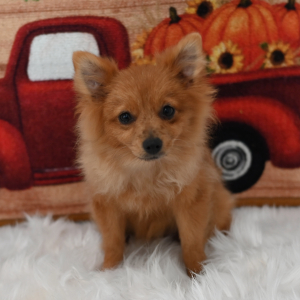 Pomeranian Puppy Franny