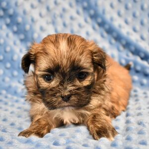 Mal-Shi Puppy Buddy