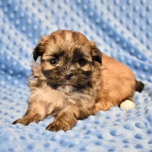 Mal-Shi Puppy Buddy