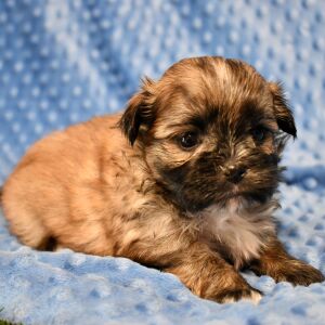 Mal-Shi Puppy Buddy
