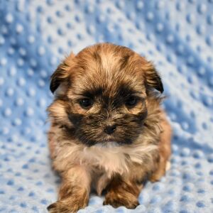 Mal-Shi Puppy Buddy