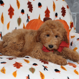 Goldendoodle Puppy Virgel