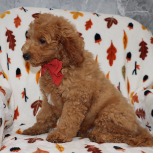 Goldendoodle Puppy Virgel