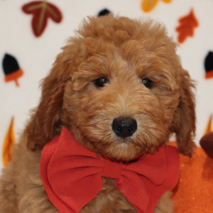 Goldendoodle Puppy Virgel