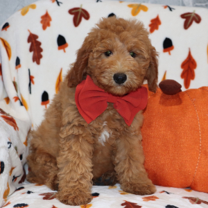 Goldendoodle Puppy Virgel