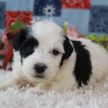 Portuguese Water Dog Puppy Hailey