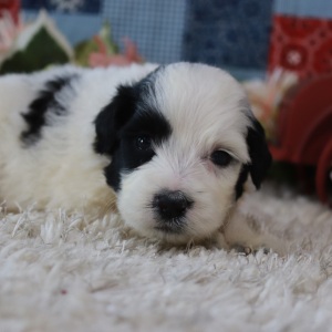 Portuguese Water Dog Puppy Hailey