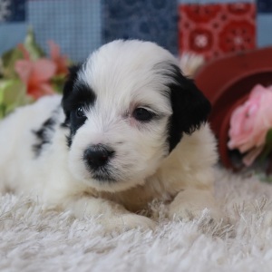 Portuguese Water Dog Puppy Hailey