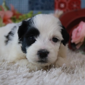Portuguese Water Dog Puppy Hailey