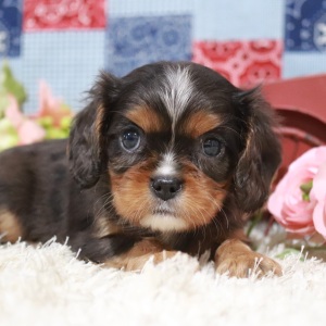 Cavalier King Charles Spaniel Puppy Tabathia