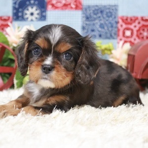 Cavalier King Charles Spaniel Puppy Tabathia